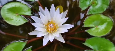 Nénuphars tropicaux